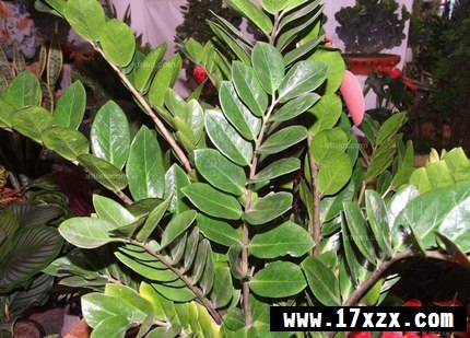 ڷŽǮ